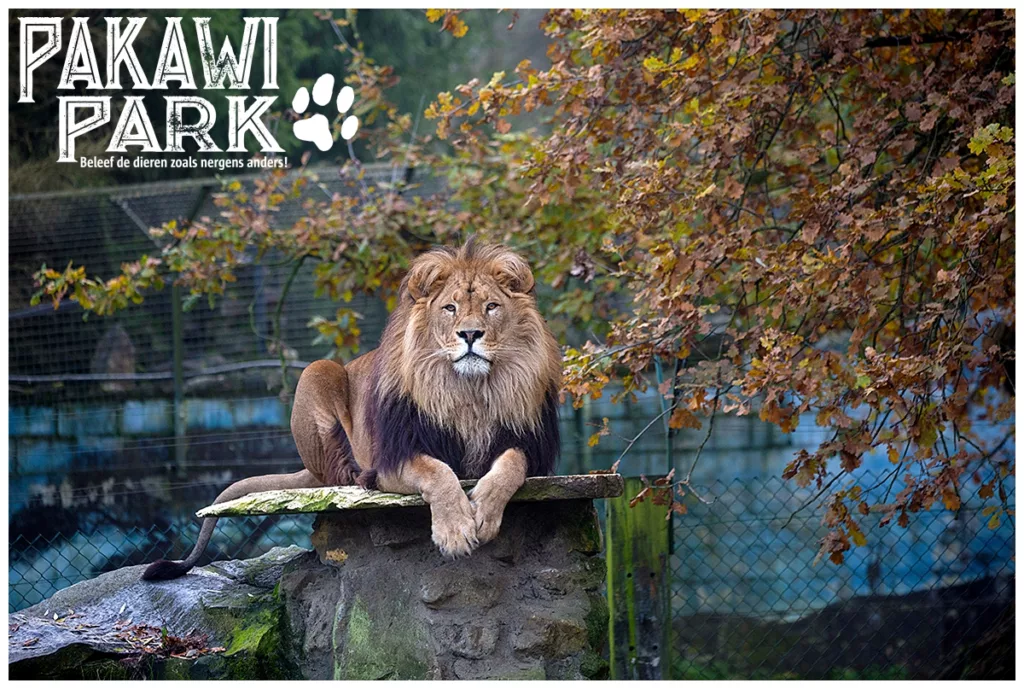 pakawi park leeuw